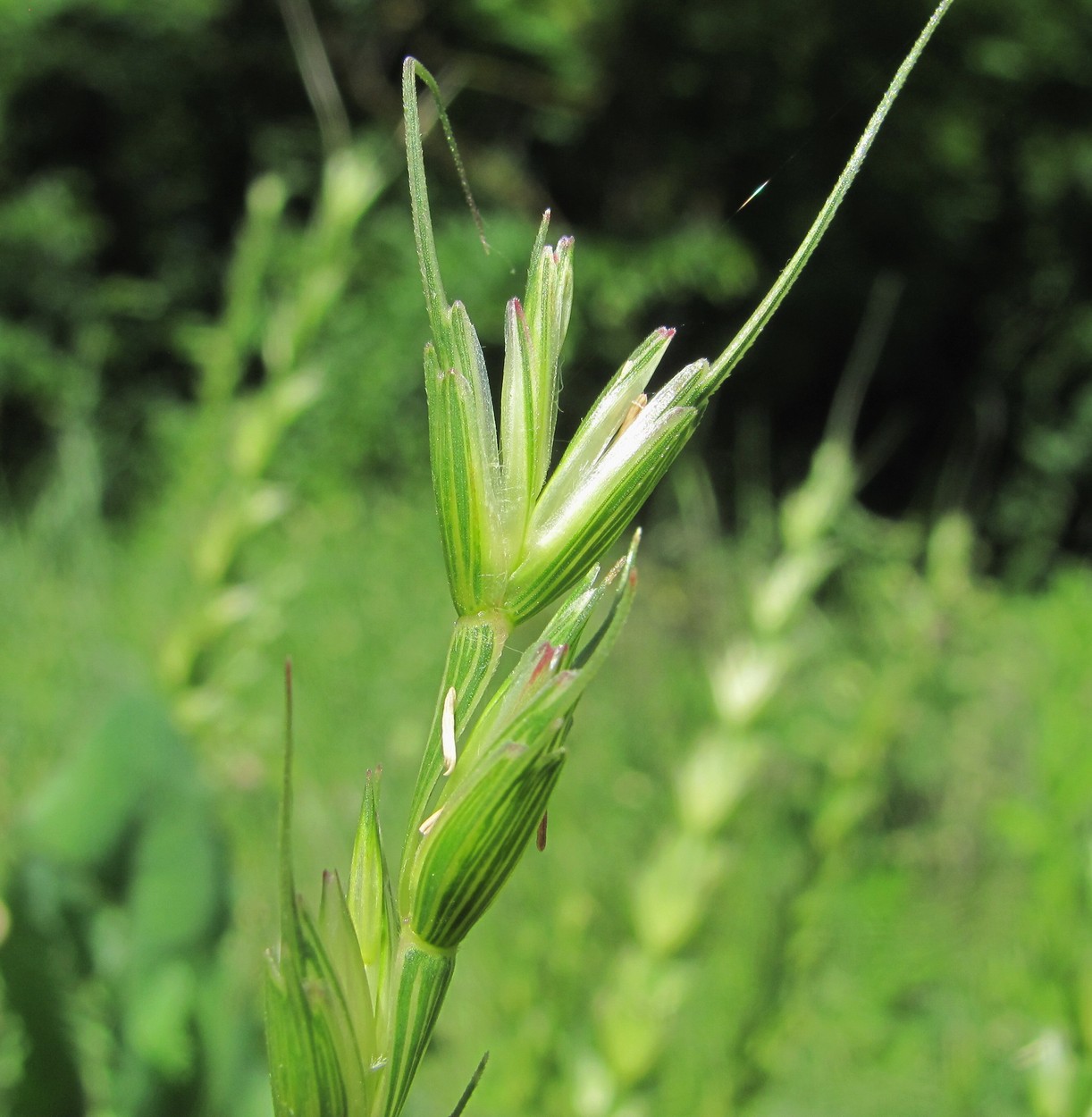 Изображение особи семейство Poaceae.