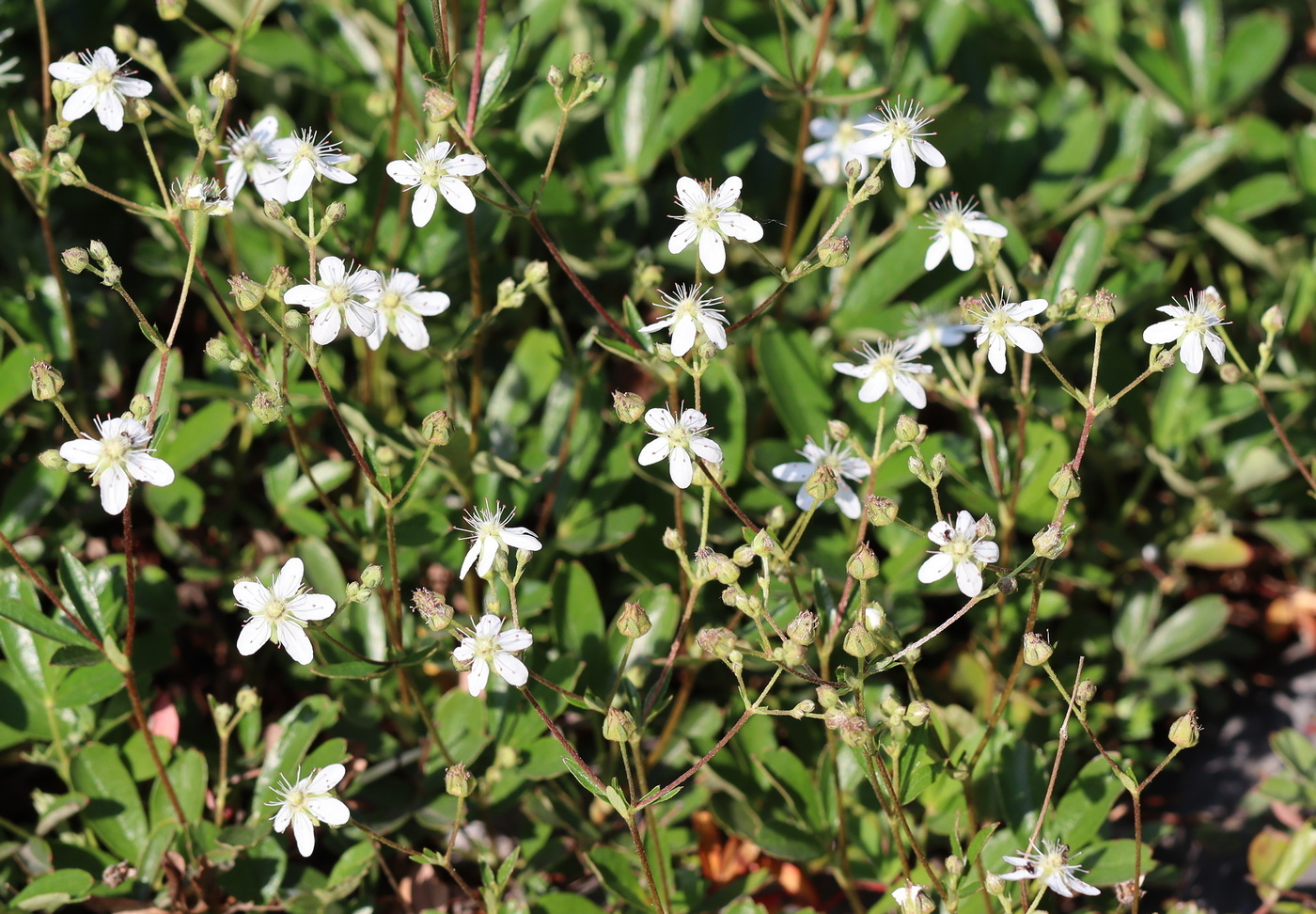 Image of Potentilla tridentata specimen.