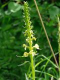 Pedicularis incarnata