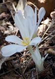 Colchicum umbrosum