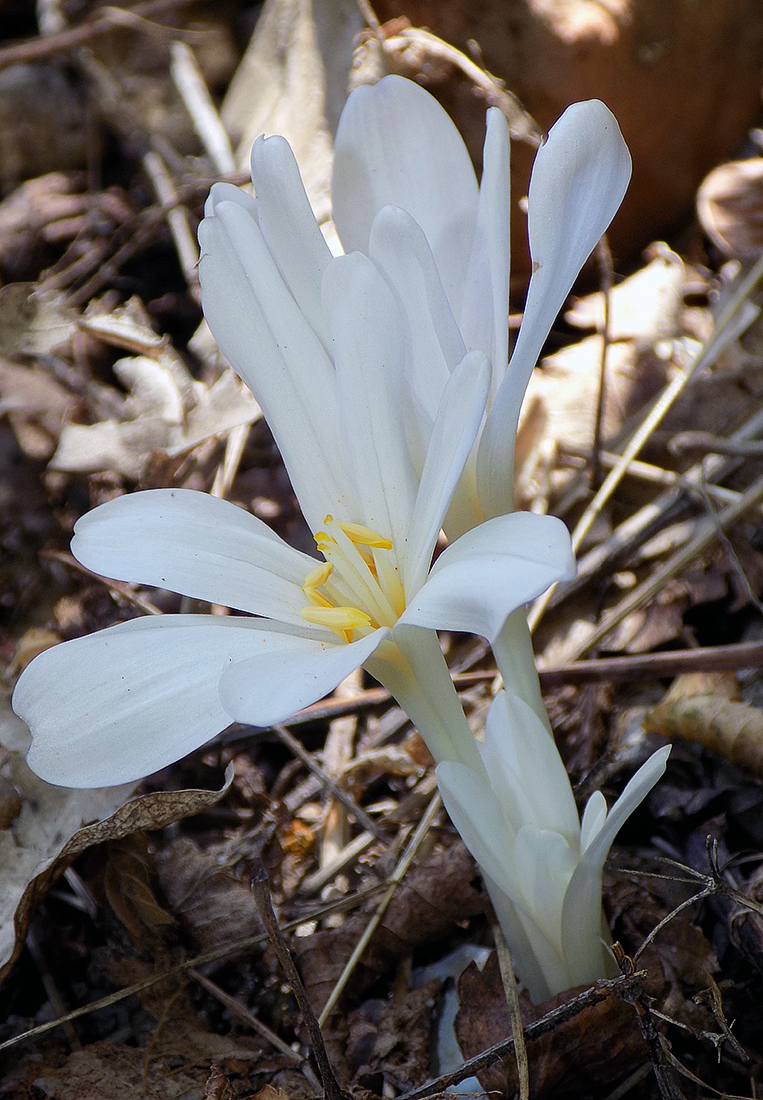 Image of Colchicum umbrosum specimen.