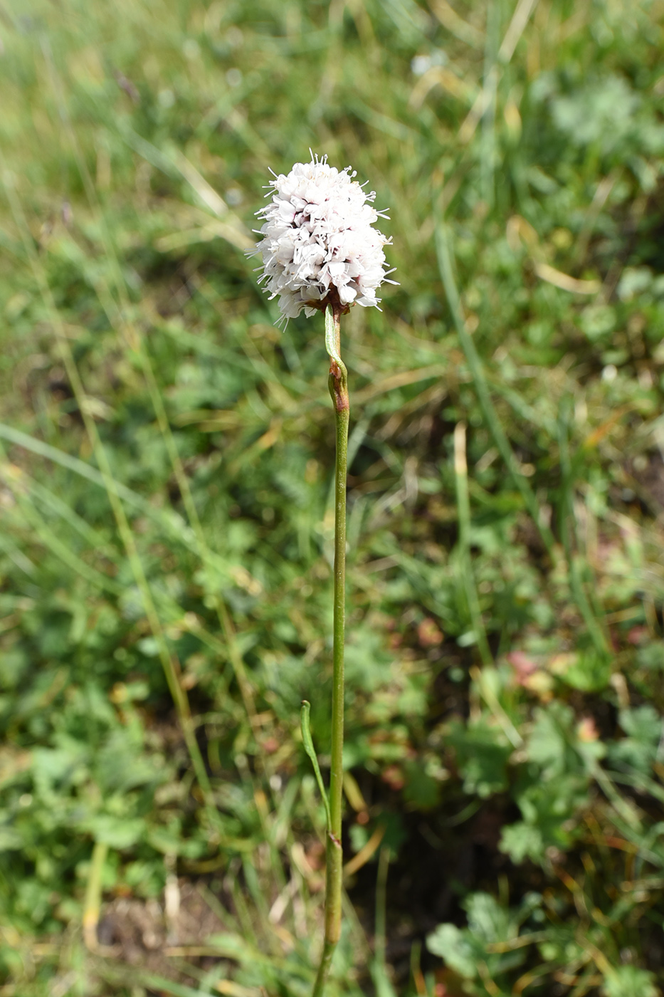 Изображение особи Bistorta elliptica.