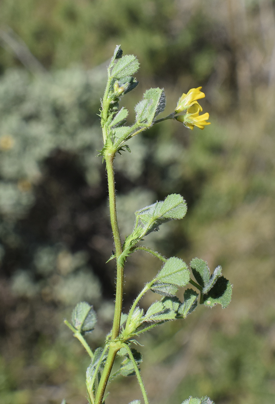 Image of Medicago truncatula specimen.