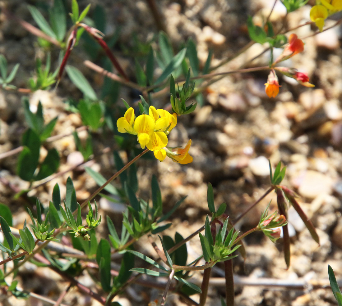 Image of Lotus tenuis specimen.