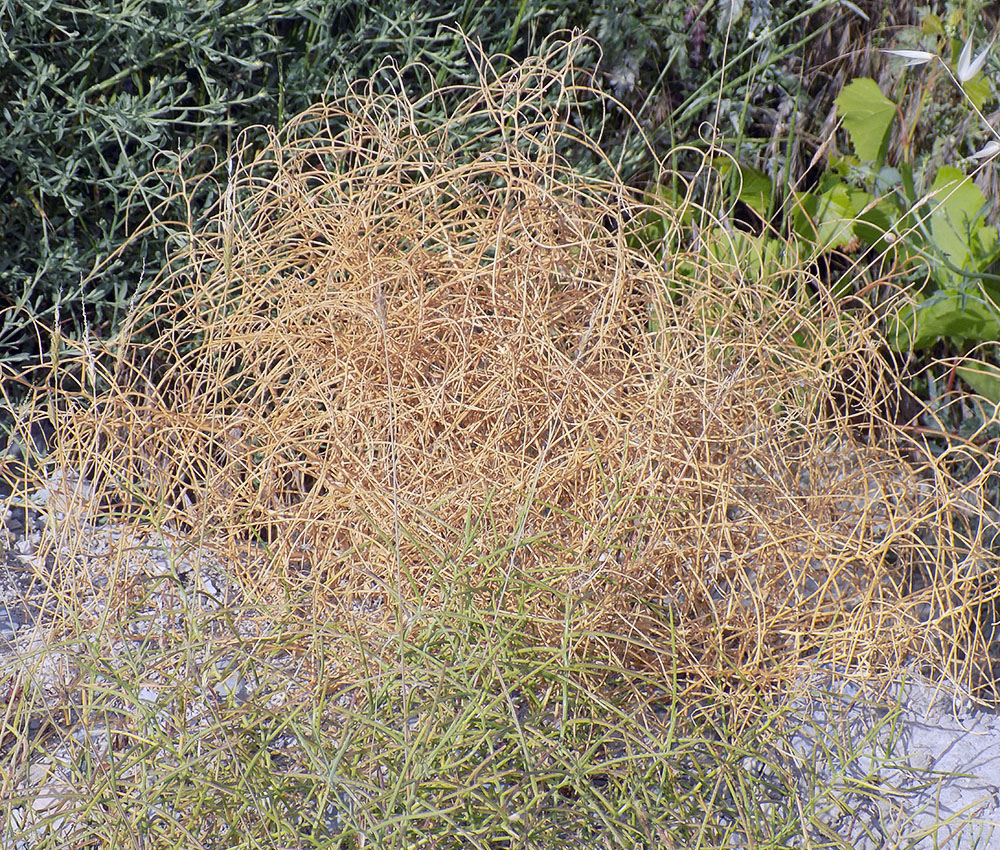 Image of Erysimum repandum specimen.