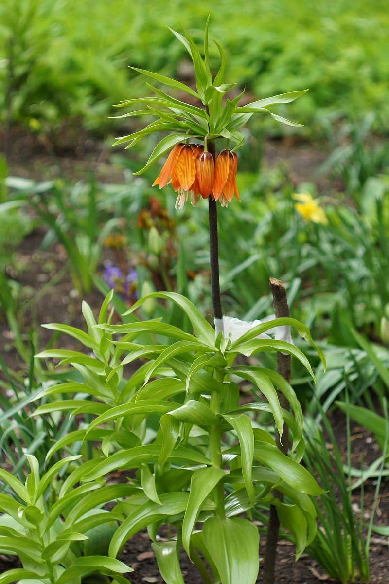 Изображение особи Fritillaria imperialis.