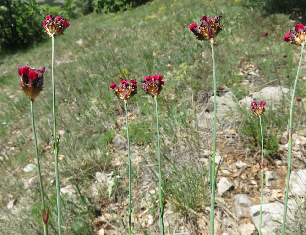 Изображение особи Dianthus pelviformis.