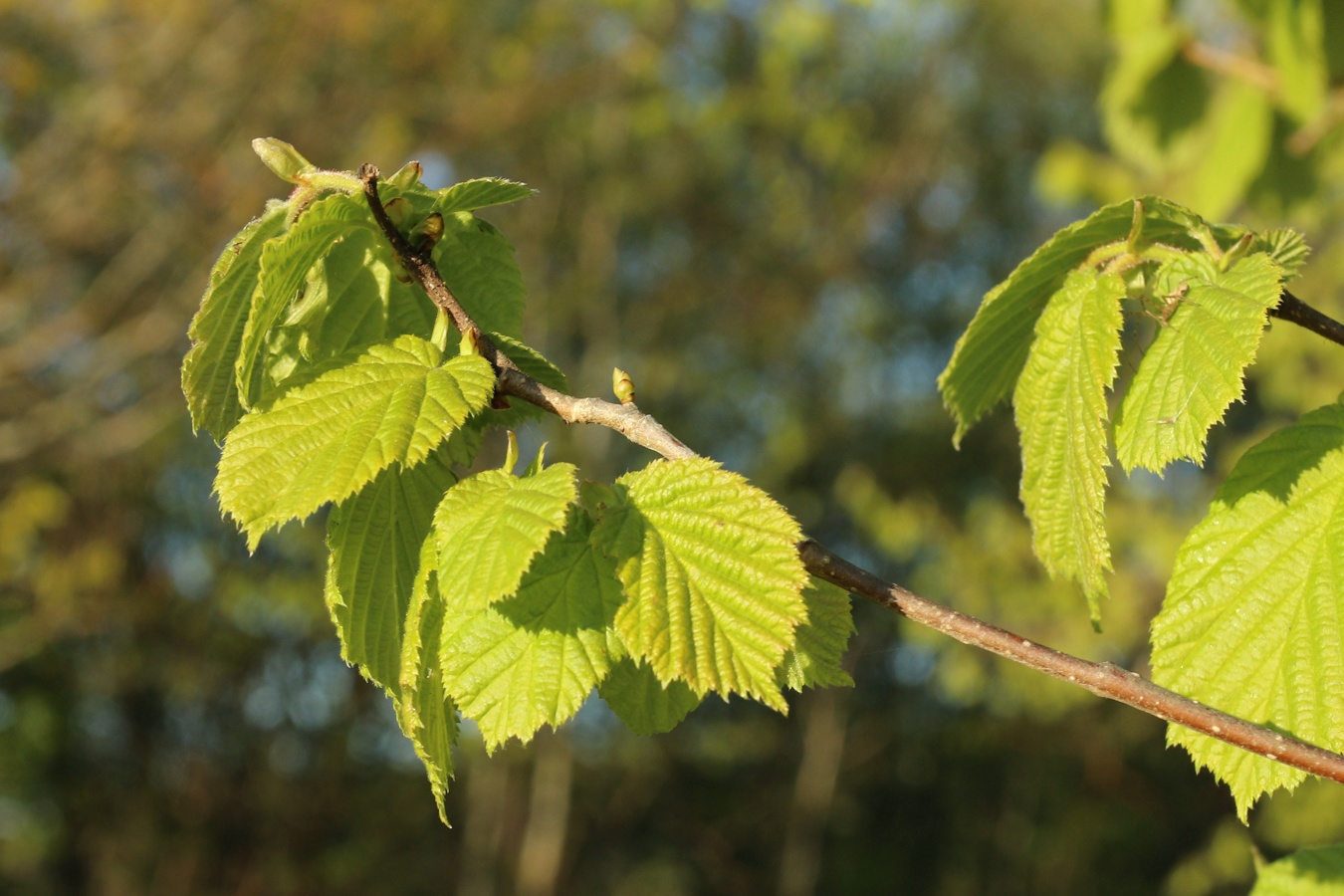 Image of Corylus avellana specimen.