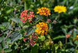 Lantana camara. Верхушка побега с цветущими и распускающимися соцветиями. Египет, мухафаза Александрия, г. Александрия, в культуре. 02.05.2023.