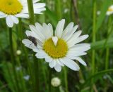 Leucanthemum vulgare. Соцветие с мухой, сидящей на венчике ложноязычкового цветка. Московская обл., ГО Подольск, мкр-н Климовск, луг. 07.06.2023.