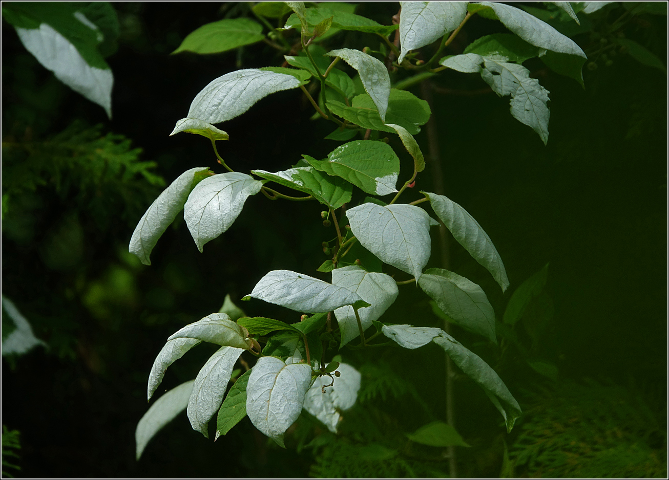 Изображение особи Actinidia kolomikta.