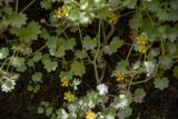 Saxifraga cymbalaria