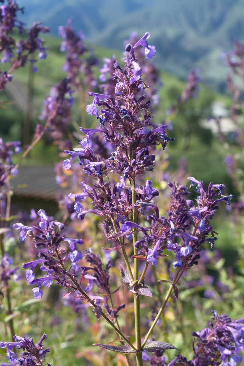 Image of Nepeta grandiflora specimen.