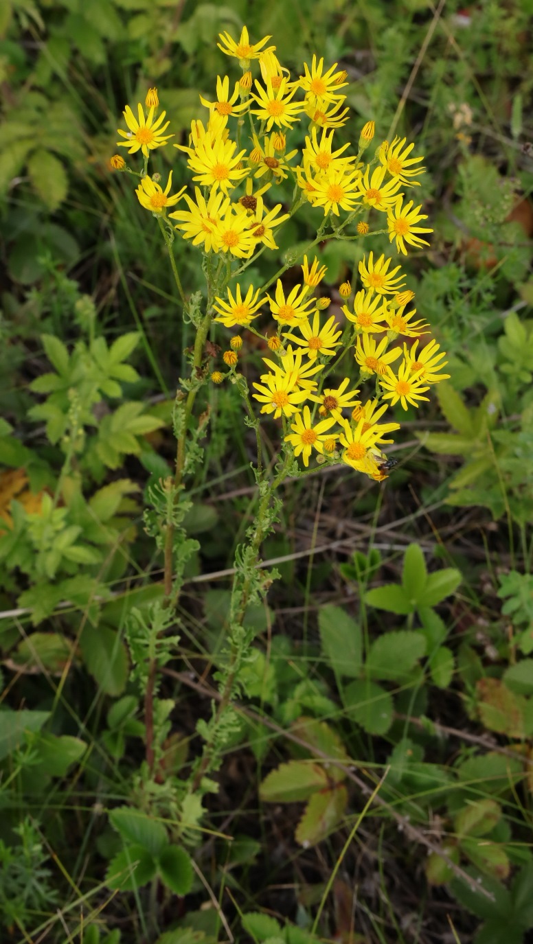 Изображение особи Senecio jacobaea.