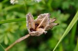 Iris setosa. Раскрывшийся плод. Хабаровский край, р-н им. Полины Осипенко, долина р. Гремячий Лог, влажный луг. 18.07.2021.