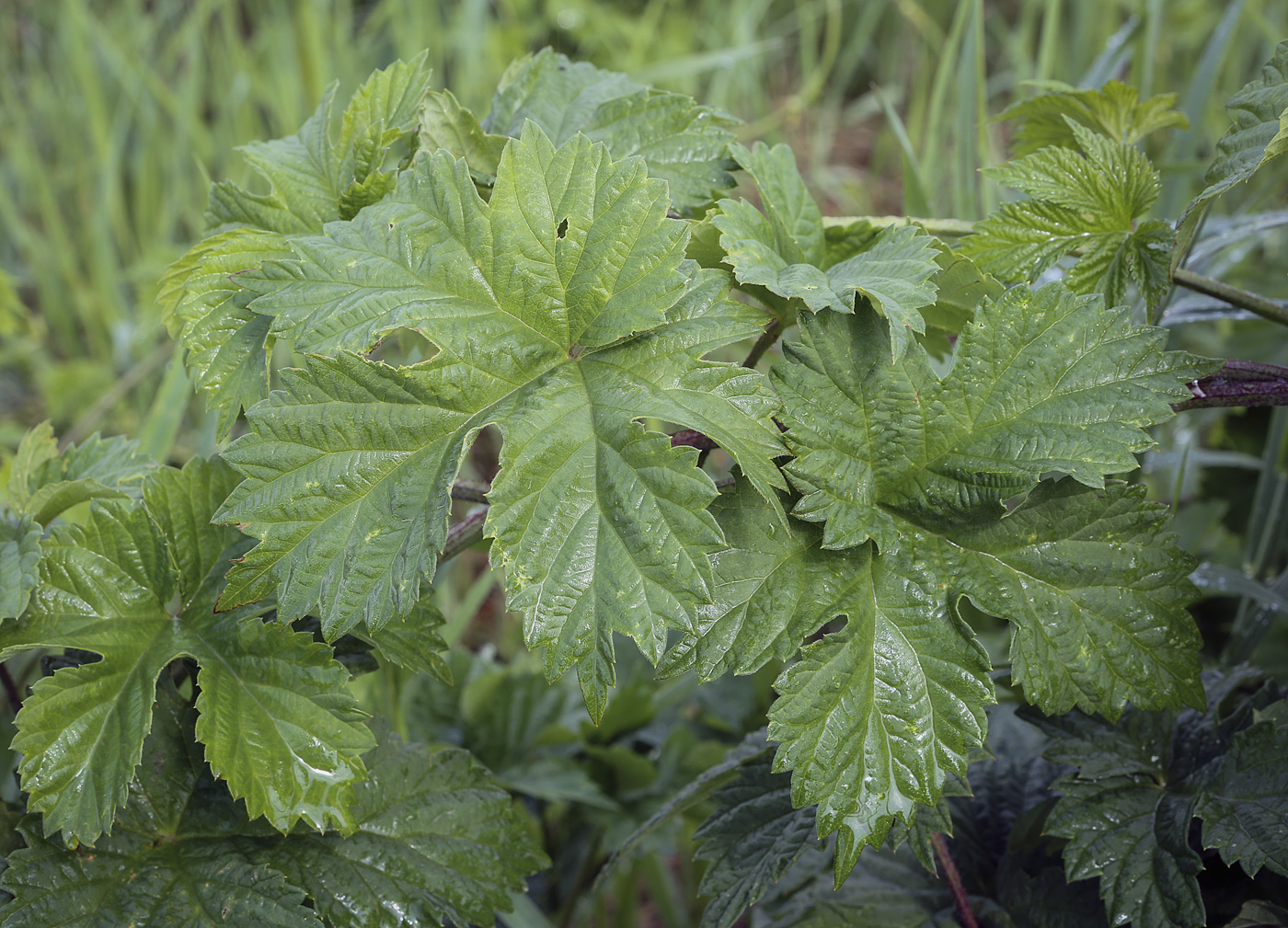 Image of Humulus lupulus specimen.