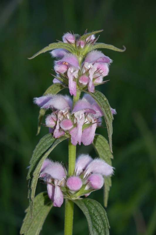 Изображение особи Stachyopsis marrubioides.