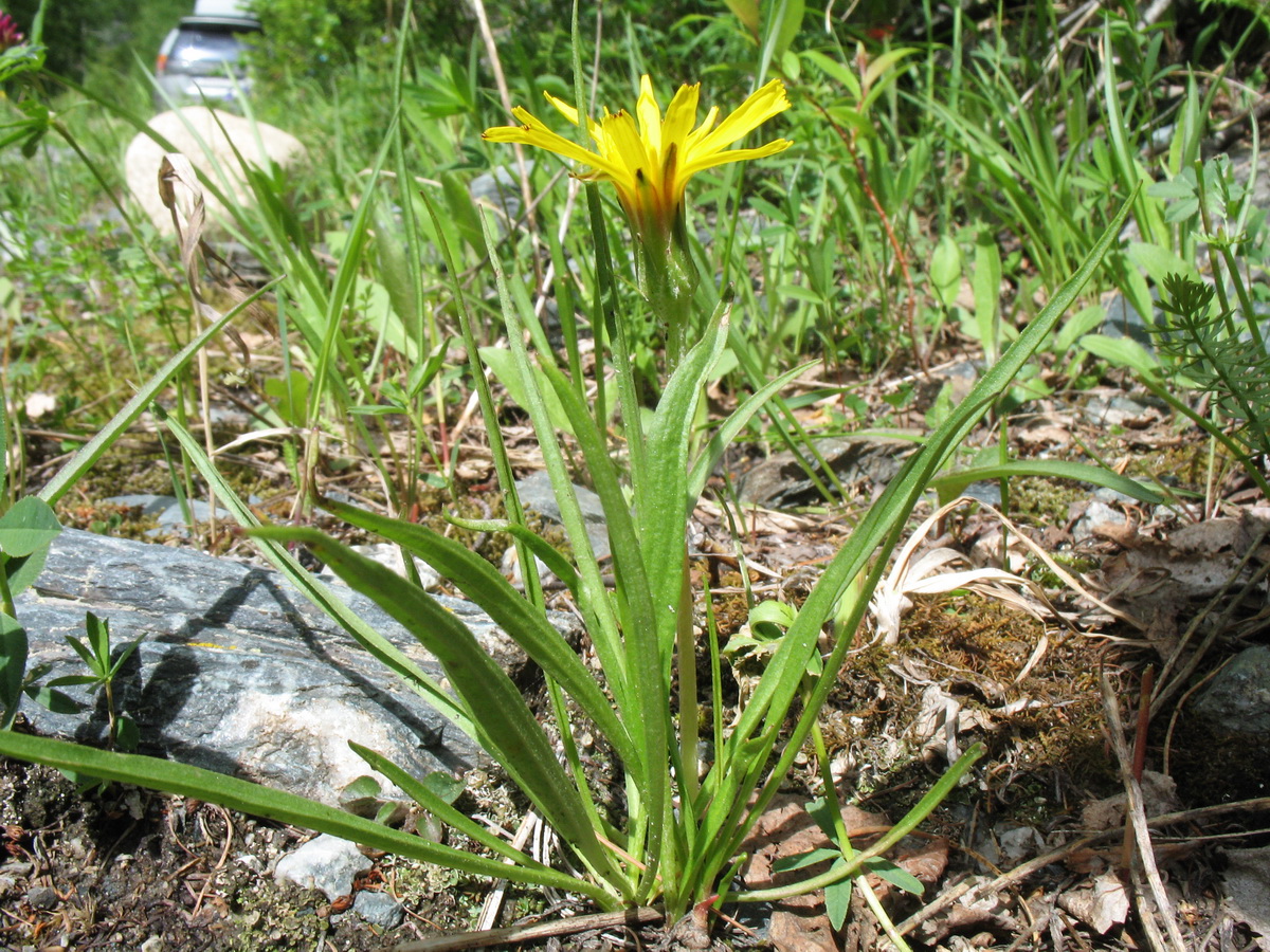 Изображение особи Scorzonera radiata.