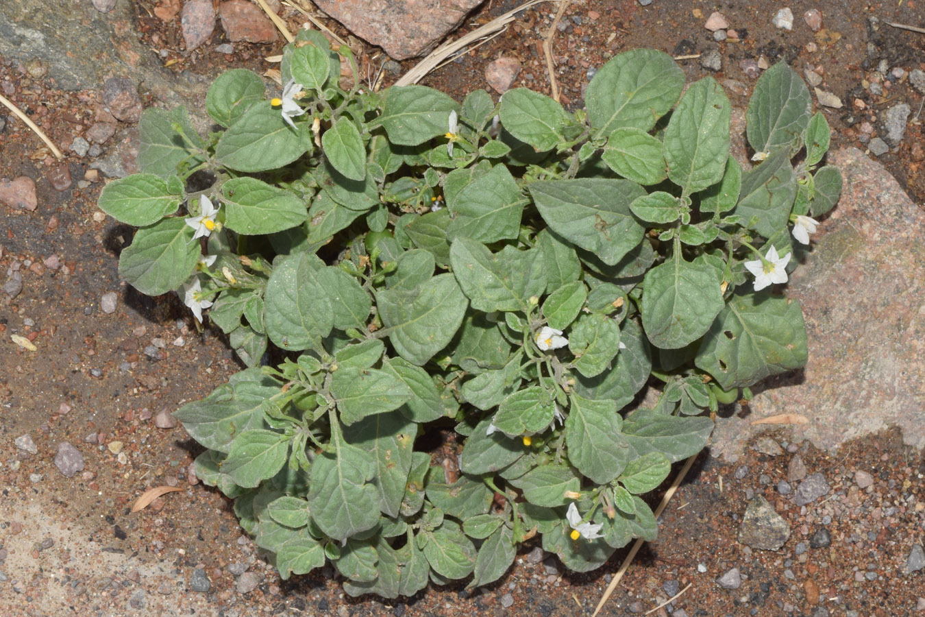 Изображение особи Solanum nigrum.