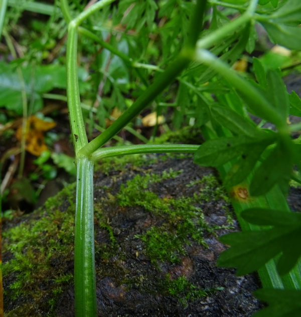 Изображение особи Selinum carvifolia.