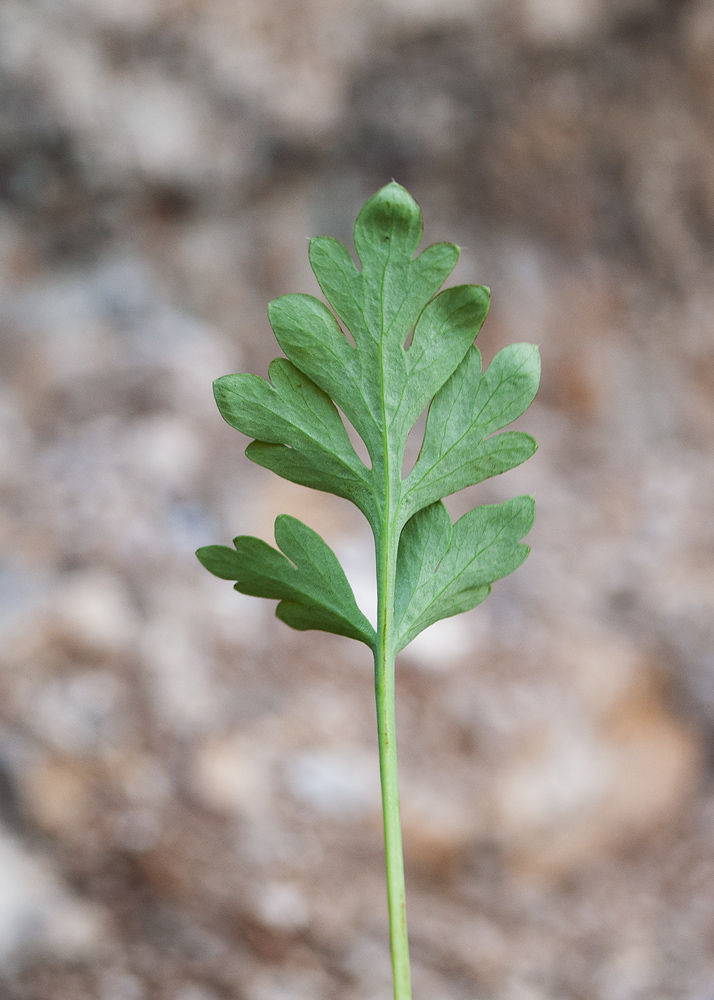 Image of Papaver nudicaule ssp. gracile specimen.