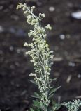 Artemisia stelleriana. Верхушка побега с соцветиями. Курильские о-ва, о-в Кунашир, бухта Головнина, песчаный пляж. 18.08.2022.