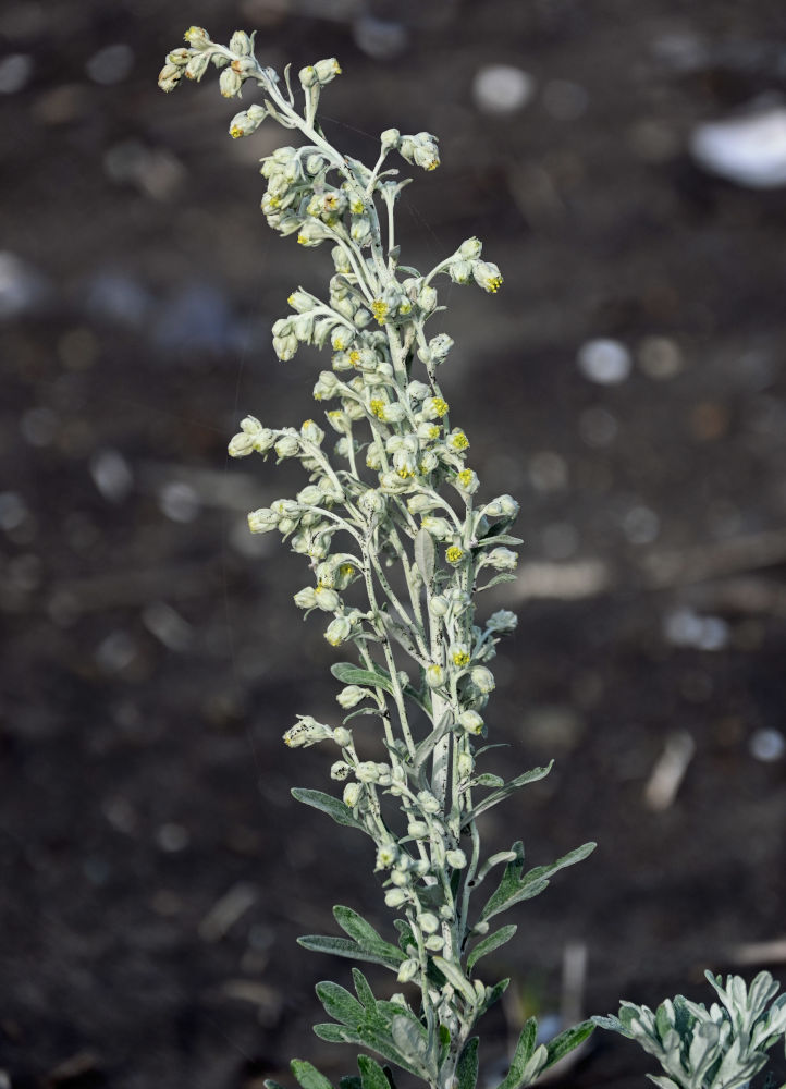 Image of Artemisia stelleriana specimen.