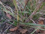 Calamagrostis pseudophragmites. Основание плодоносящего растения с молодыми листьями. Краснодарский край, м/о г. Новороссийск, восточный отрог горы Сахарная Голова, ≈ 300 м н.у.м., мелкощебнистый склон горы, сложенный ожелезнённым слабокарбонатным песчаником. 03.01.2018.