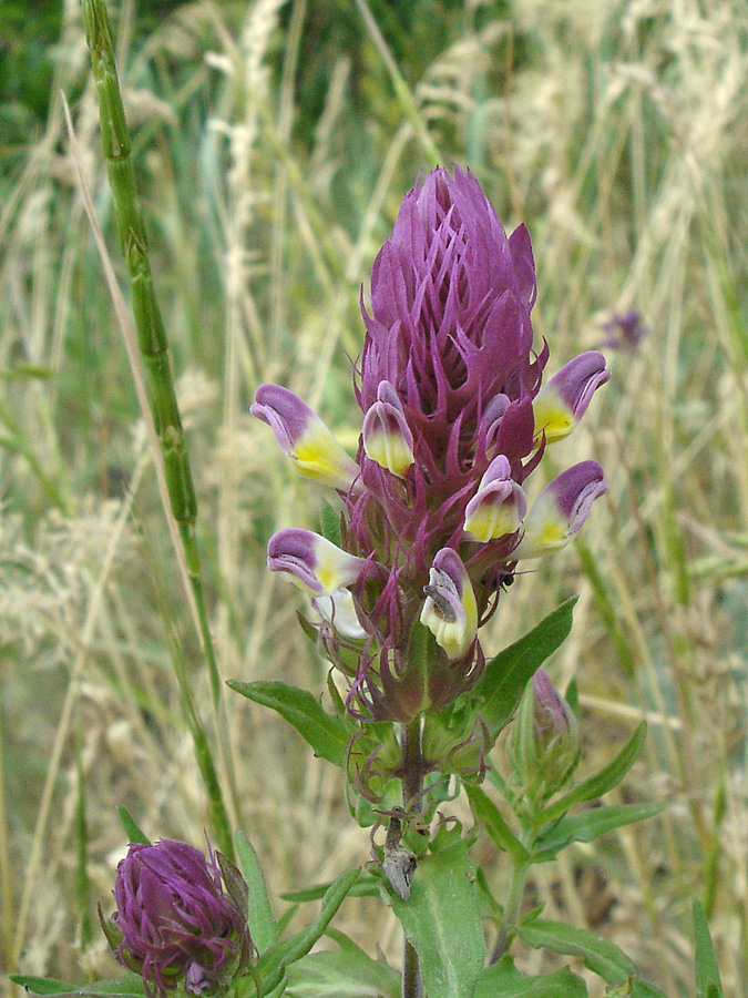 Image of Melampyrum arvense specimen.