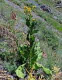 Inula macrophylla