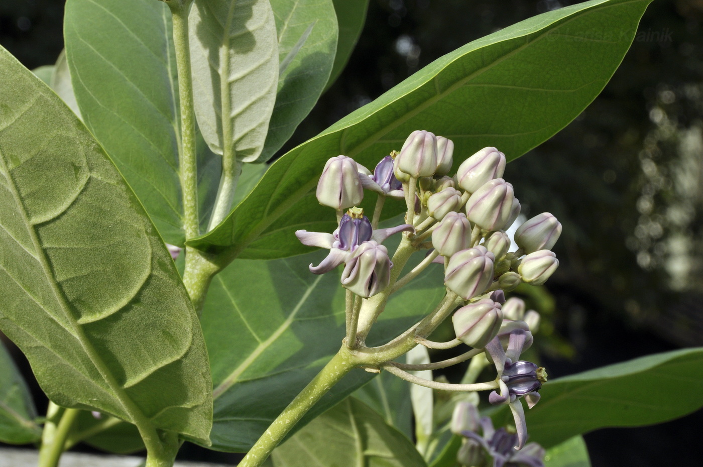 Изображение особи Calotropis gigantea.