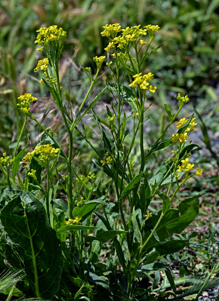Image of Bunias orientalis specimen.