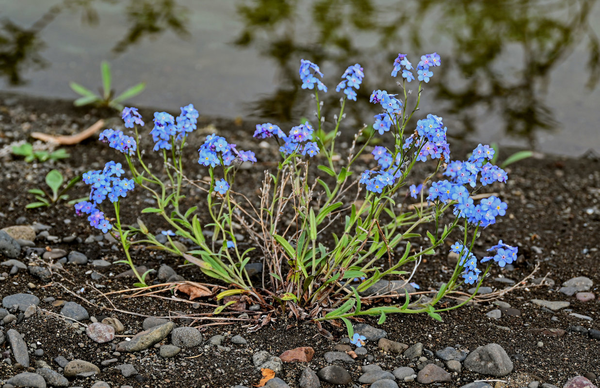 Изображение особи Myosotis asiatica.