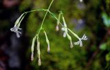 Silene italica. Соцветие. Грузия, Самцхе-Джавахети, окр. г. Боржоми, смешанный лес, каменистый участок склона. 11.06.2023.