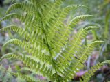 Athyrium filix-femina. Часть вайи (абаксиальная поверхность). Пермский край, Кунгурский р-н, правый берег р. Сылва, ур. Камень Ермак, берёзово-сосновый лес, опушка. 11.06.2023.