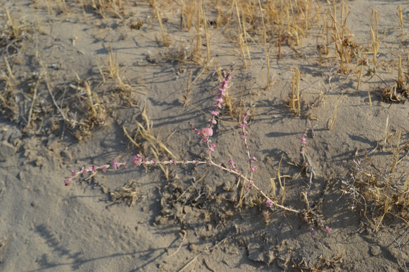 Image of Girgensohnia oppositiflora specimen.
