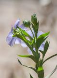 Linum usitatissimum. Верхушка побега с цветком и завязями. Израиль, г. Бат-Ям, на обочине дороги. 04.04.2024.