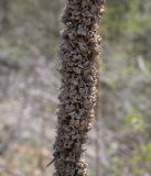 род Verbascum