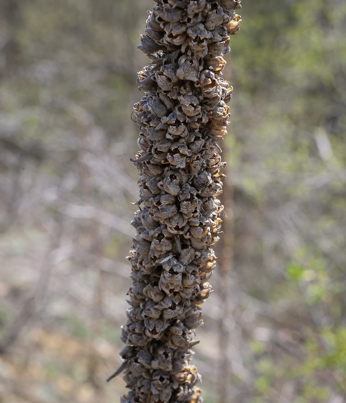 Изображение особи род Verbascum.