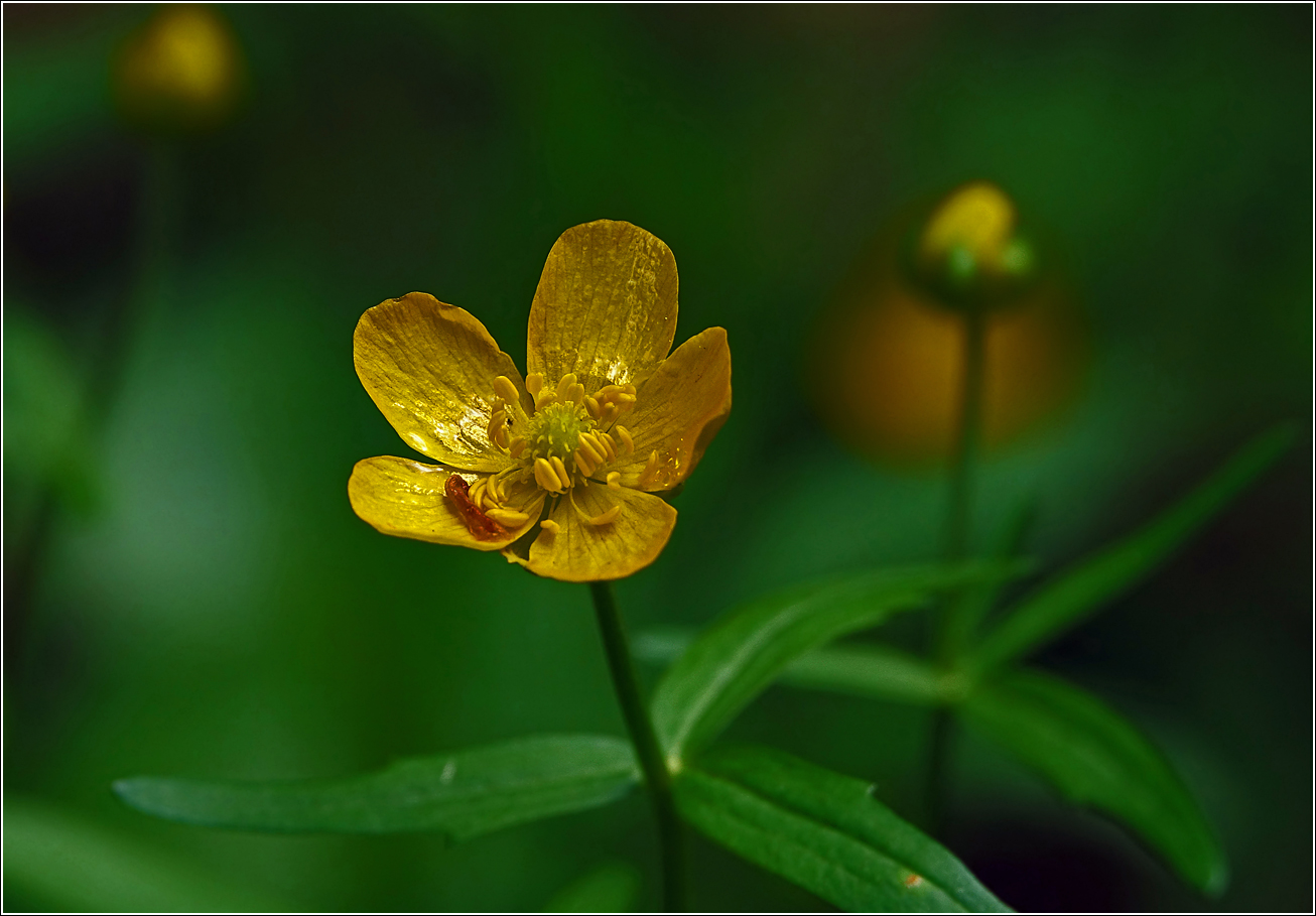 Изображение особи Ranunculus cassubicus.