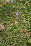 Campanula rotundifolia