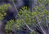 Anethum graveolens