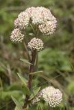 Hylotelephium maximum