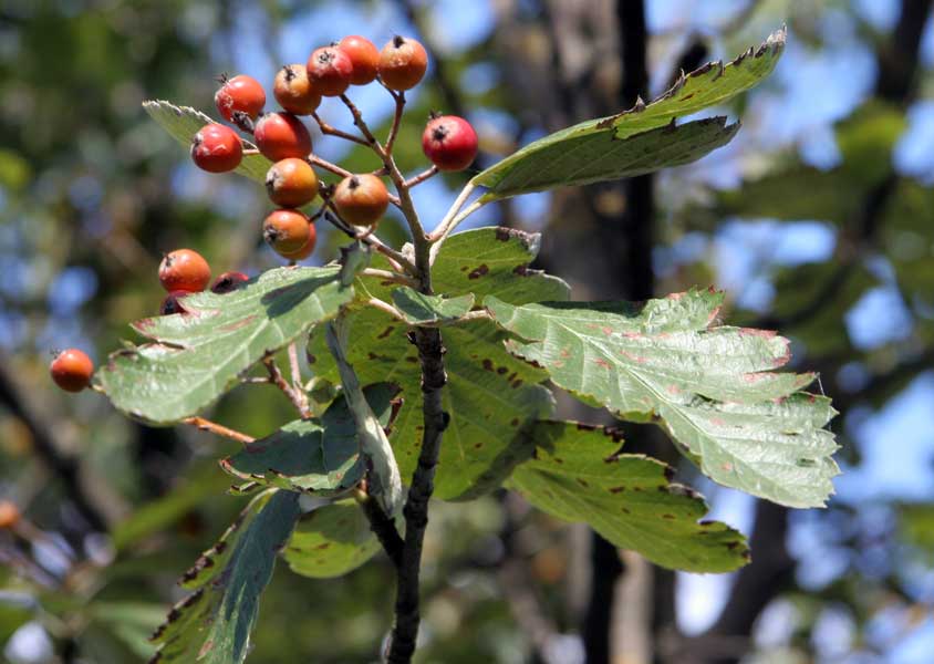 Изображение особи Sorbus intermedia.