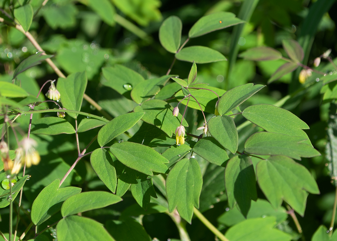 Image of Thalictrum thunbergii specimen.