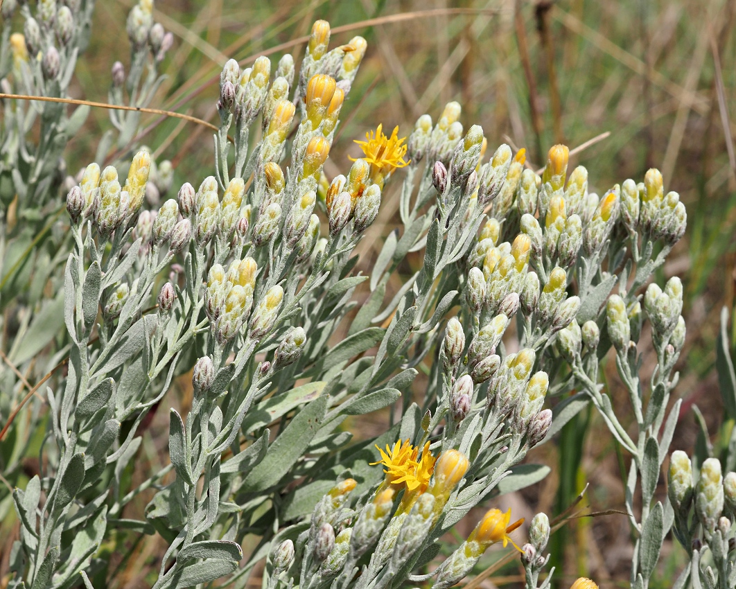 Image of Galatella villosa specimen.