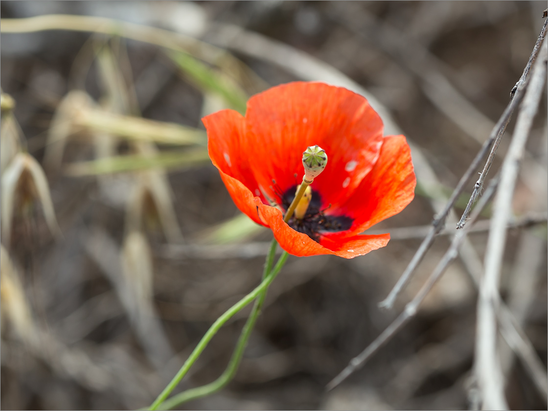 Изображение особи Papaver umbonatum.