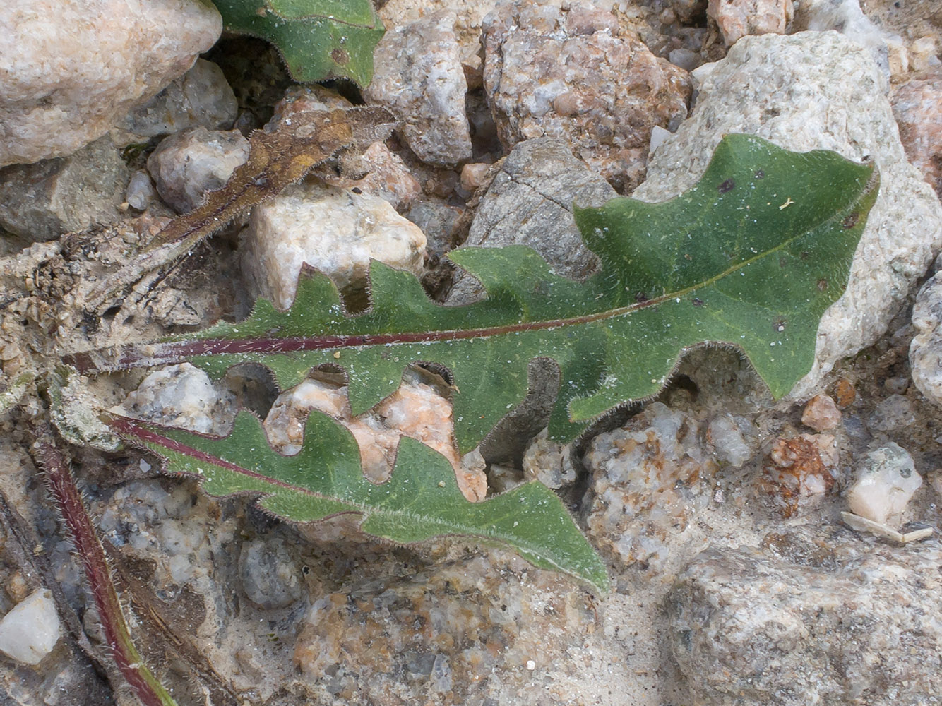 Image of Leontodon hispidus specimen.