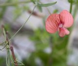 Lathyrus marmoratus. Цветок. Израиль, г. Кирьят-Оно, пустырь. 17.02.2011.