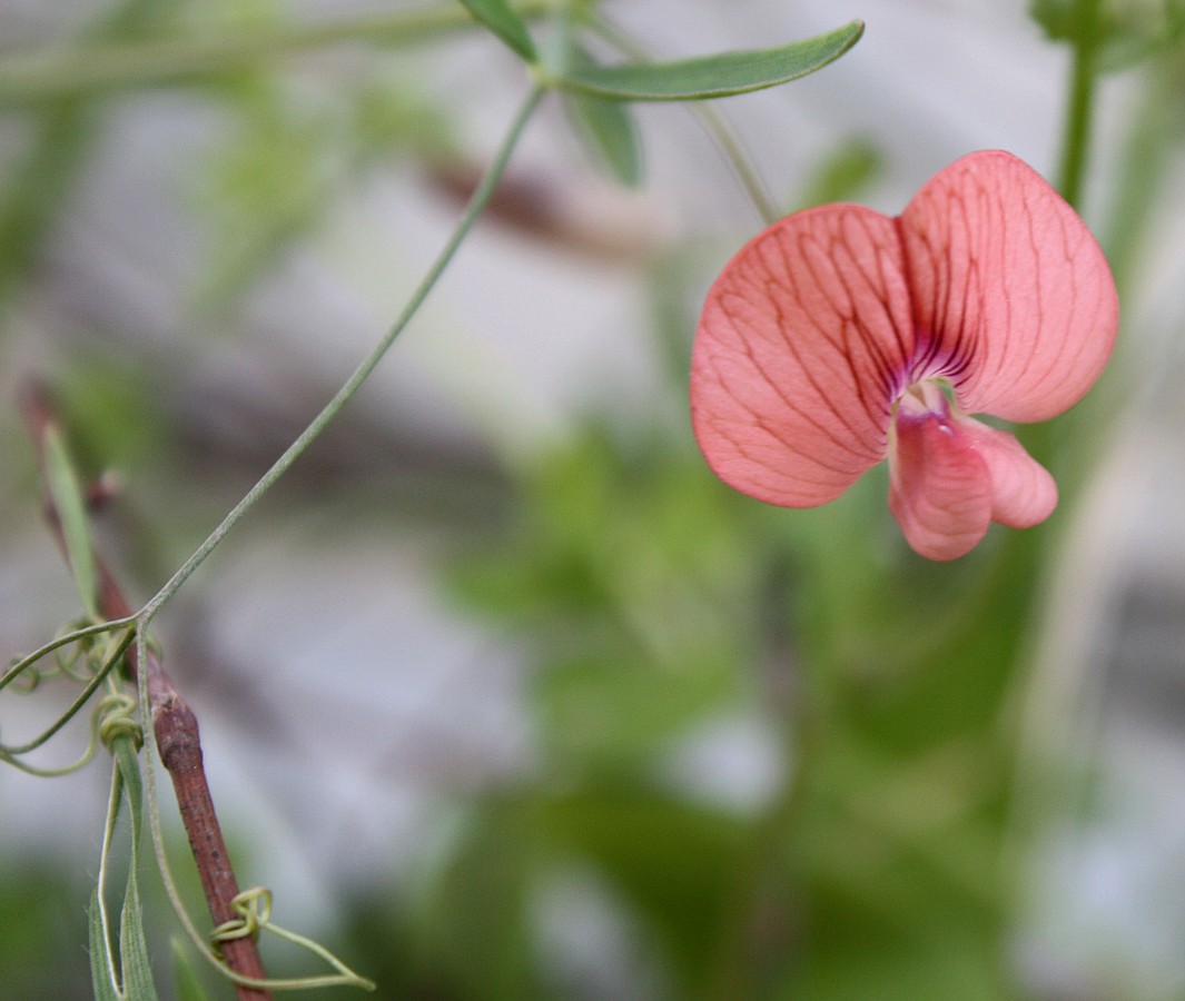 Image of Lathyrus marmoratus specimen.